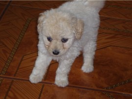 COPITO
